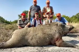 Tarlalarına danan 400 kiloluk domuzu vurdular