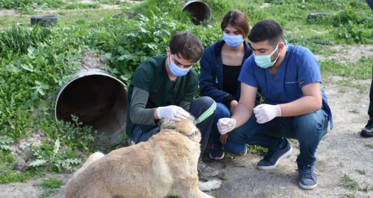 Tarsus'ta silahla vurulan köpek tedavi edildi