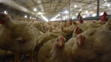 Tavuk eti üretimi ekimde yıllık bazda yüzde 14 arttı