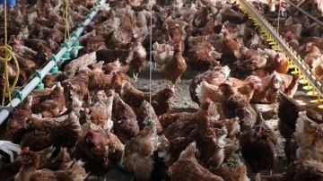 Tavuk eti üretimi eylülde yıllık bazda yüzde 5,7 arttı