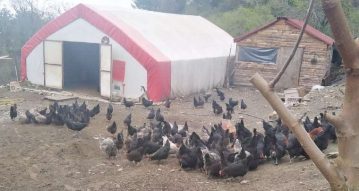 Tavukları çalınan kadın çiftçiden hırsıza “Allah iki yakasını bir araya getirttirmesin” bedduası