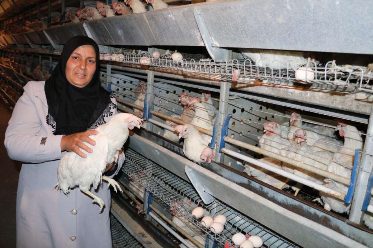 Tavukları telef olan girişimci kadın yeni tavuklarına kavuştu