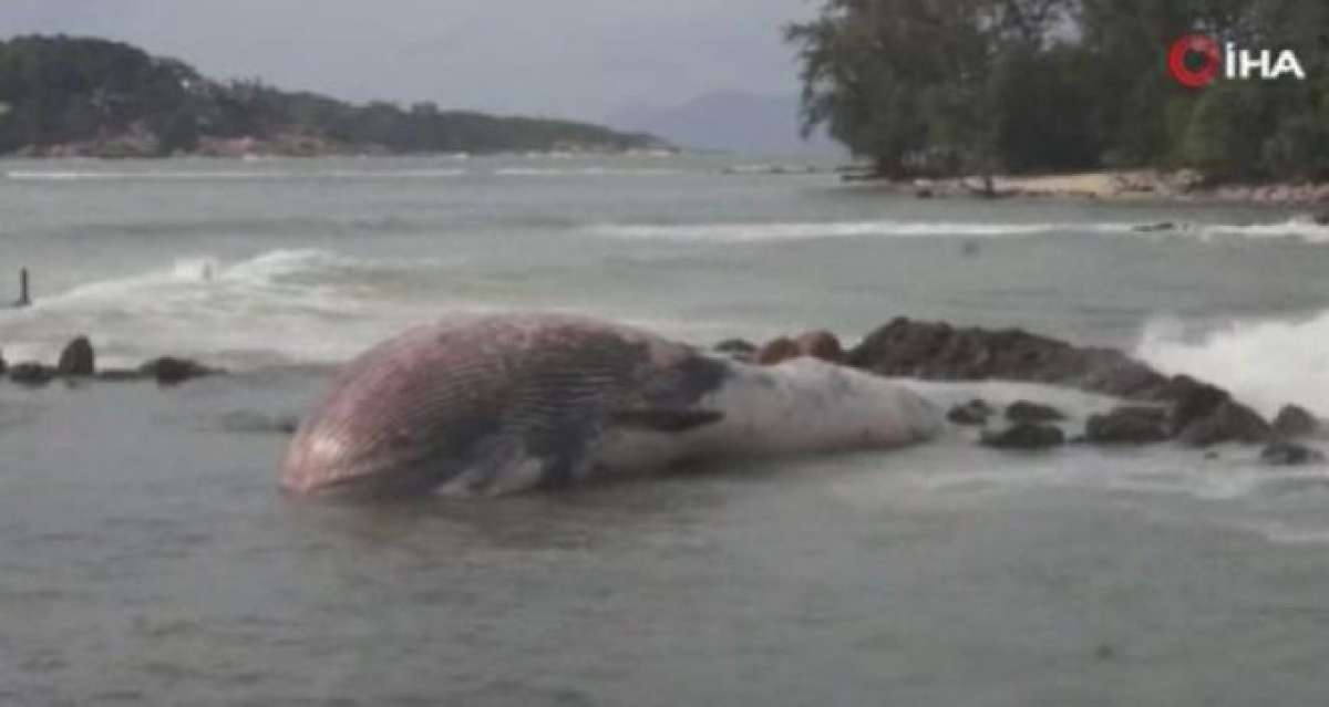 Tayland'da 11 metrelik balina kıyıya vurdu