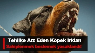 Tehlike Arz Eden Köpek Irkları sahiplenmek, beslemek yasaklandı!