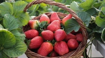 Ticaretteki rekabeti sağlamak i&ccedil;in "erkenci &ccedil;ilek" &uuml;retilerek ihracatına başlandı