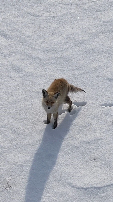 Tilkinin Dronla İmtihanı