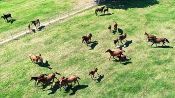 TJK'nin İzmit'teki yarım asırlık harasında geleceğin şampiyon atları yetiştiriliyor
