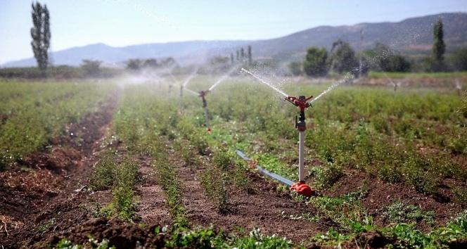 Tokat’ta sulu tarımla ülke ekonomisine 360 milyon katkı sağlandı