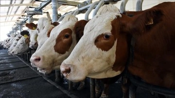 Toplanan inek sütü miktarı şubatta yıllık yüzde 1,3 artarak 789 bin 180 ton oldu