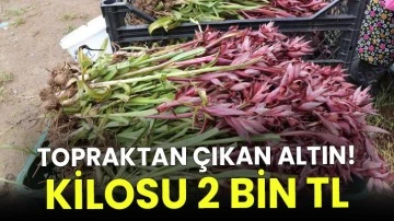 Topraktan çıkan altın: Kilosu 2 bin TL