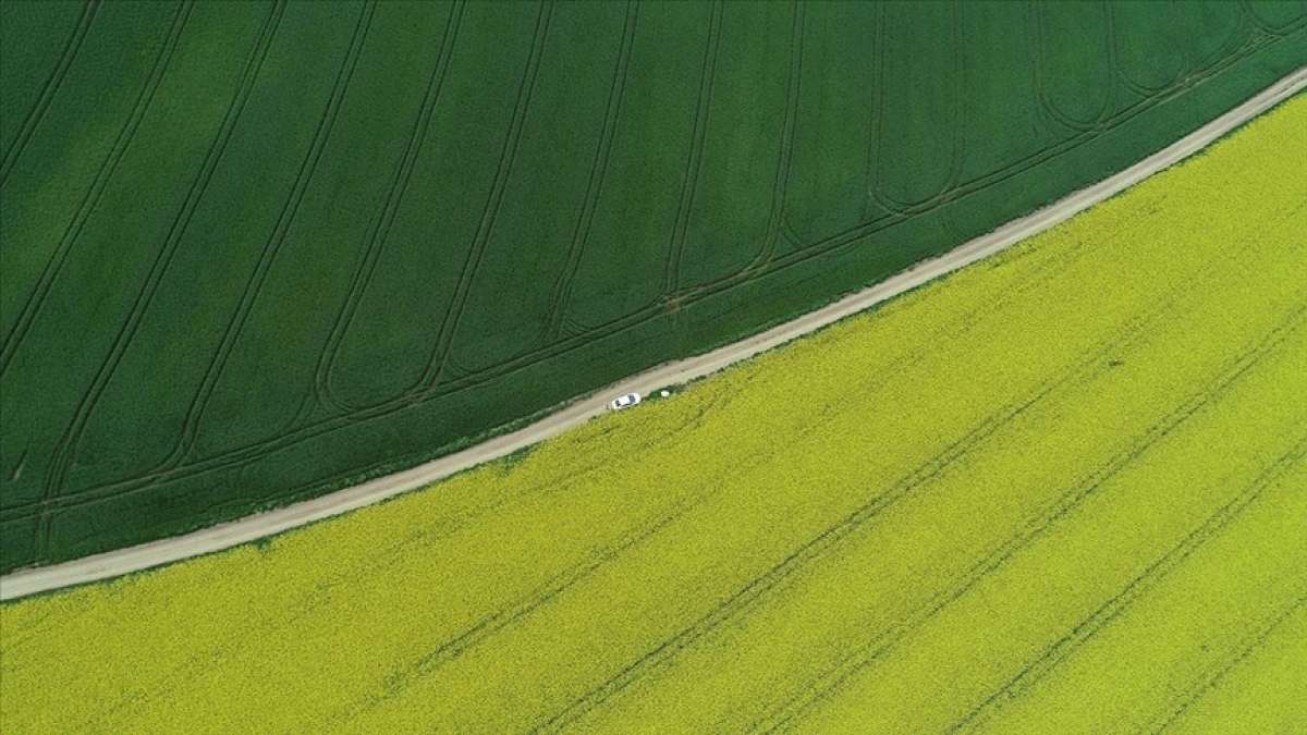 Trakya'da 'Altın sarısı' kanola tarlaları buğdayın yeşiliyle buluştu