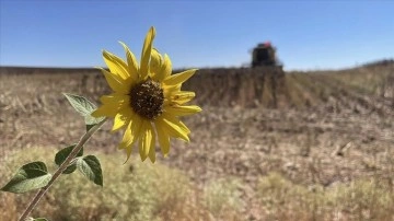 Trakya'da ayçiçeği ekimi yaklaşırken "derin sürümle toprağın nemini kaybetmeyin" uyar