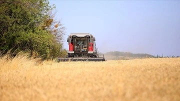 Trakya'da buğday hasadı gece gündüz devam ediyor