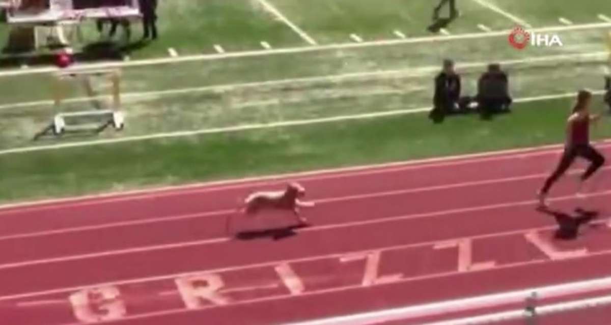 Tribünden atlayarak koşuya katılan köpek yarışmayı birincilikle bitirdi