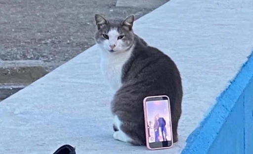 Tripod yerine kedi kullandılar