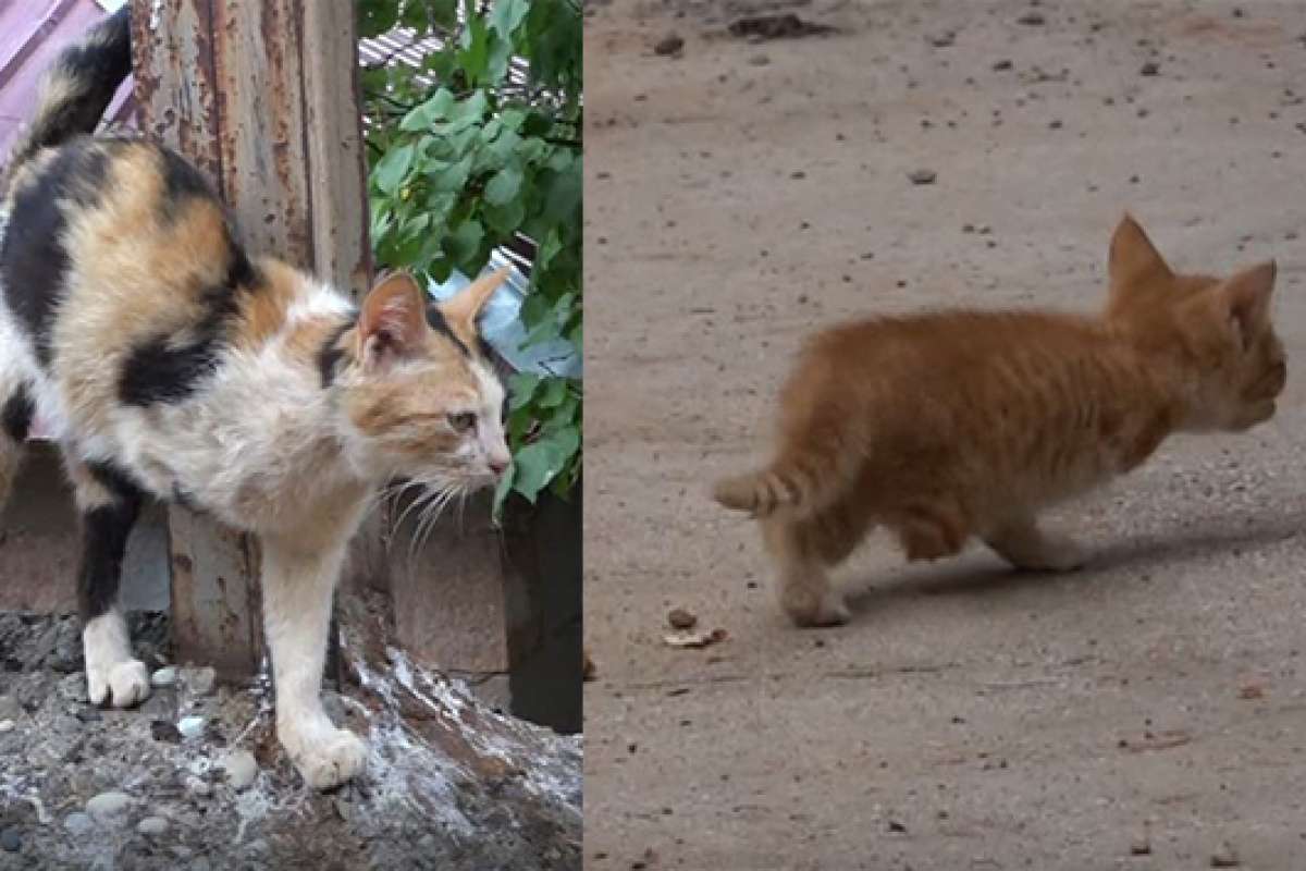 Tunceli'de 3 ayaklı kedi 2 ayaklı yavru doğurdu
