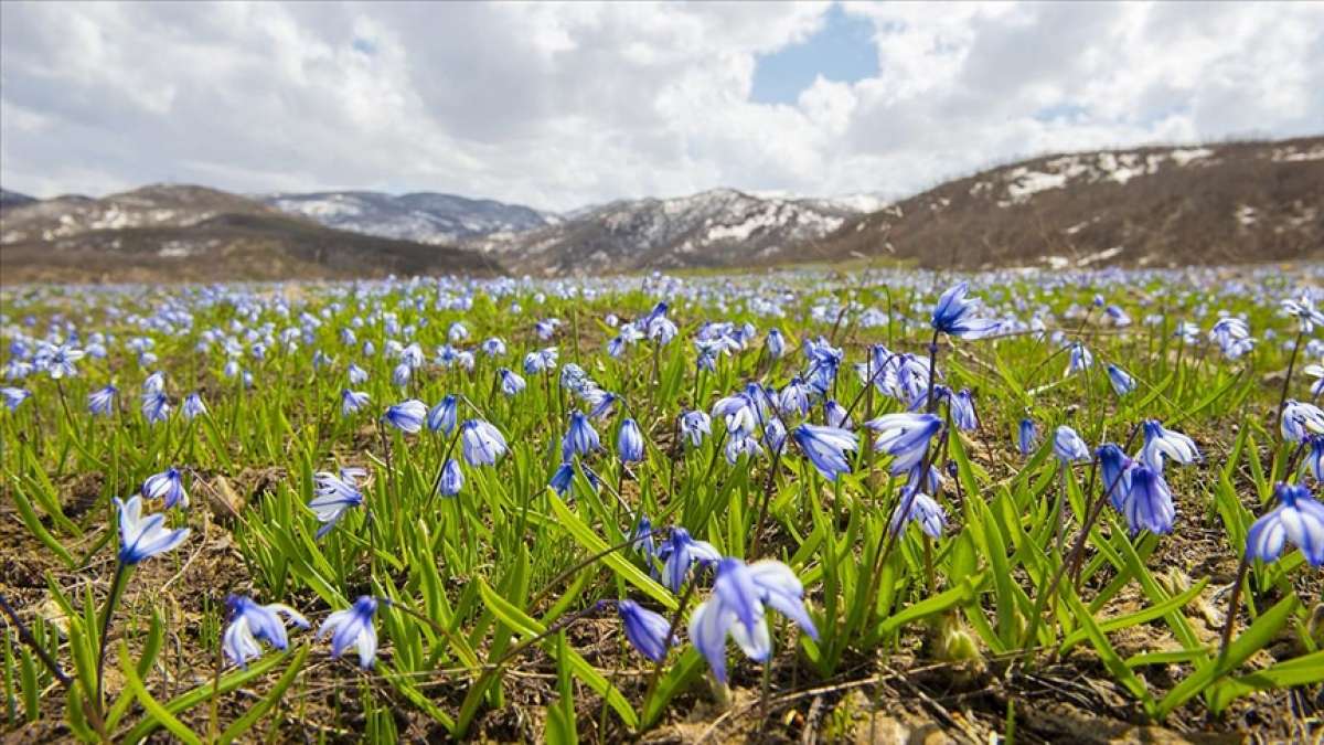 Tunceli'de baharın gelişiyle açan mavi kardelenler doğayı süsledi