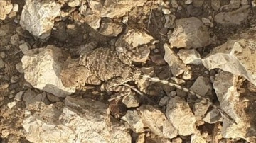 Tunceli'de doğada nadir görülen "bozkır keleri" görüntülendi