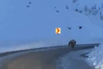 Tunceli’de karlı yollarda boz ayı görüntülendi