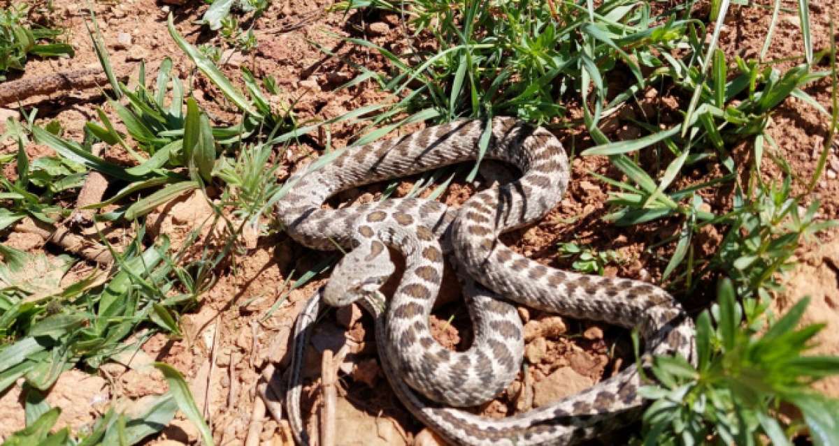 Tunceli'de yarı zehirli Kocabaş yılanı görüntülendi