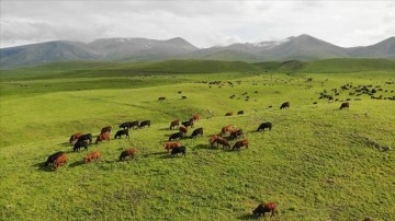 Türk yatırımcıların Zengilan'daki örnek projesi: Dost Agropark