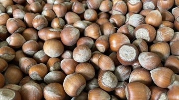 T&uuml;rkiye fındık ihracatında sezonun ilk 6 ayında 1 milyar dolar kazandı