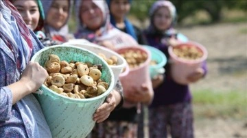 Türkiye, kuru incir ihracatından 256 milyon 915 bin dolarlık gelir elde etti