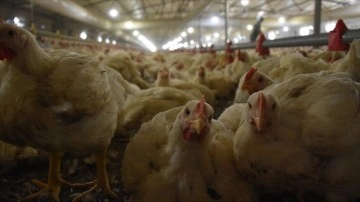 T&uuml;rkiye'de ge&ccedil;en yıl 2,4 milyon ton tavuk eti &uuml;retildi