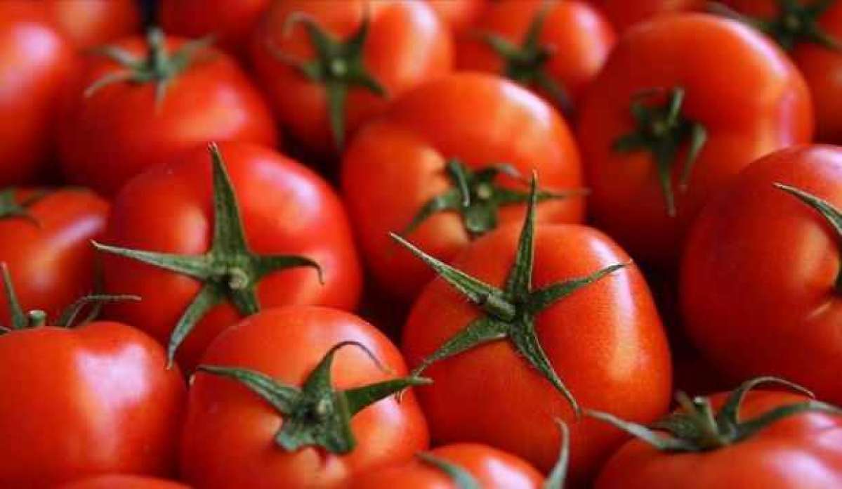 Türkiye'den yılın 3 ayında 128 milyon 909 bin dolarlık domates ihracatı