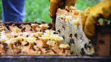 T&uuml;rkiye'nin 2 aylık bal ihracatı 6,5 milyon dolar oldu