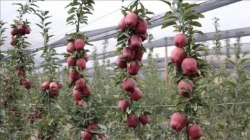 Türkiye'nin elma fidanı ihtiyacının yüzde 10'undan fazlası Niğde'den karşılanıyor
