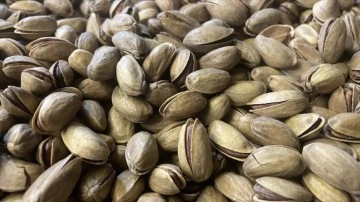 T&uuml;rkiye'nin fıstık ihracatı 181,1 milyon dolar oldu