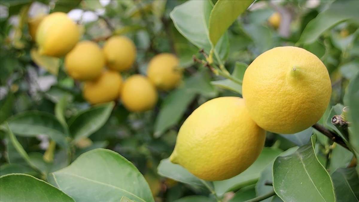 Türkiye'nin limon ihracatı 7 ayda yüzde 59 arttı