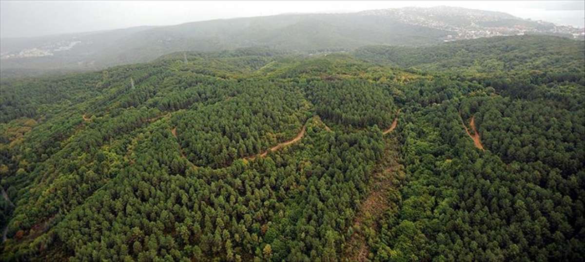 Türkiye'nin orman varlığını artırma ve ağaçlandırmadaki başarısı BM tarafından da tescillendi