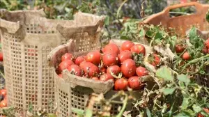 Türkiye'nin 'salçalık domates üretim merkezleri'nden Bursa'da verim yüz güldürüy