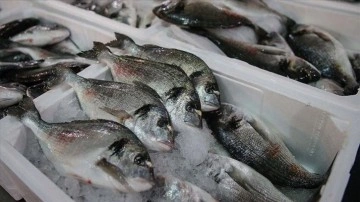 T&uuml;rkiye'nin su &uuml;r&uuml;nleri ihracatı 2022'de 1,5 milyar doları aştı