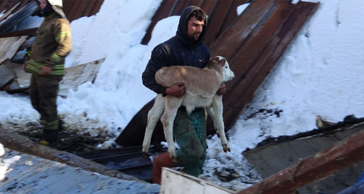 Tuzla'da ahırın çatısı çöktü, 60'a yakın hayvan kurtarıldı