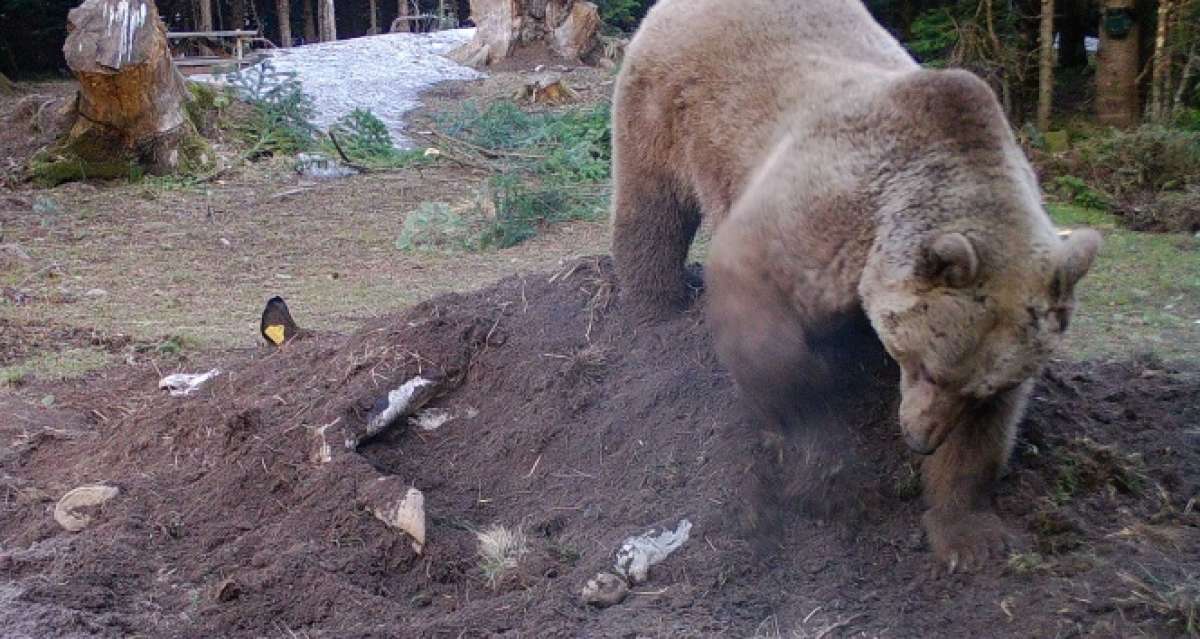 Uludağ'da çiftçinin ölen ineği ayılara verildi