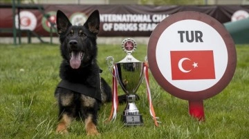 Uluslararası Narkotik Dedektör Köpekler Şampiyonası'nda Türkiye "Nobel" ile birinci o
