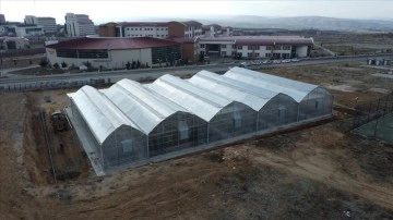 &Uuml;niversitenin serasında &uuml;retilecek kenevir bilimsel &ccedil;alışmalara konu olacak