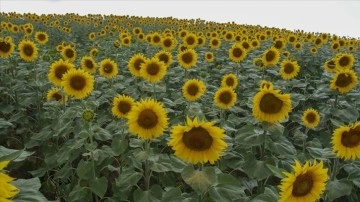 Uşak'ta ayçiçeği ekim alanı 3 yılda yüzde 240 arttı
