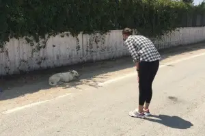 Üzerine sıcak su atılan sokak köpeğinin yaralarını site sakinleri sarıyor