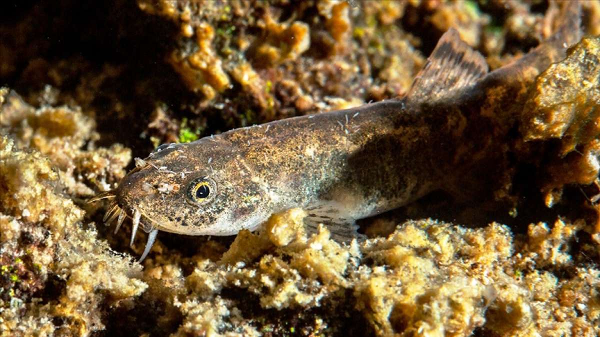 Van Gölü'nde keşfedilen balık türünün 'mucize yaşamı' araştırılacak
