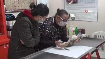 Veteriner Hekim Özge Altınay: 'İnsanlarda olduğu gibi kedilerde de görünen bir korona virüs var