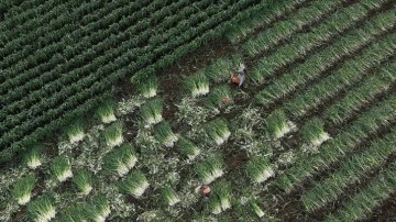 Yağışların gecikmesi kışlık sebzede rekolteyi d&uuml;ş&uuml;rmedi