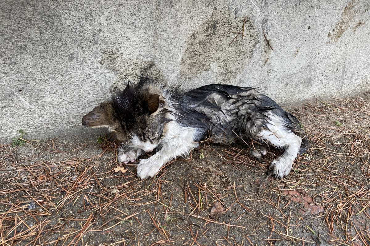 Yağmurda sırılsıklam ıslanan yavru kediye belediye sahip çıktı