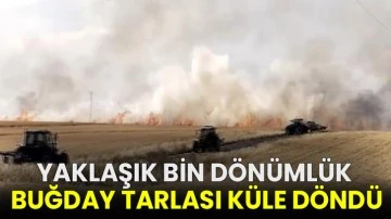 Yaklaşık bin dönümlük buğday tarlası küle döndü