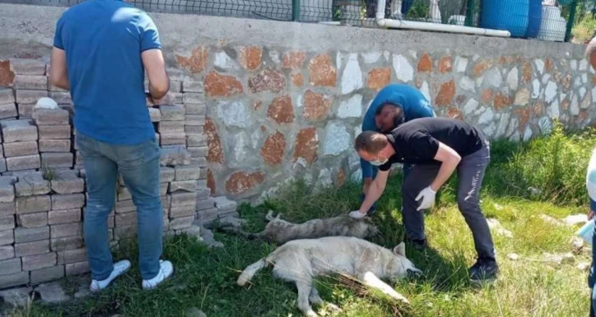 Yalova'da 7 köpek zehirle öldürülerek telef edildi