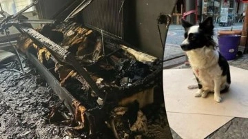Yangın çıktı, aile köpeklerinin havlamasıyla ölümden kurtuldu