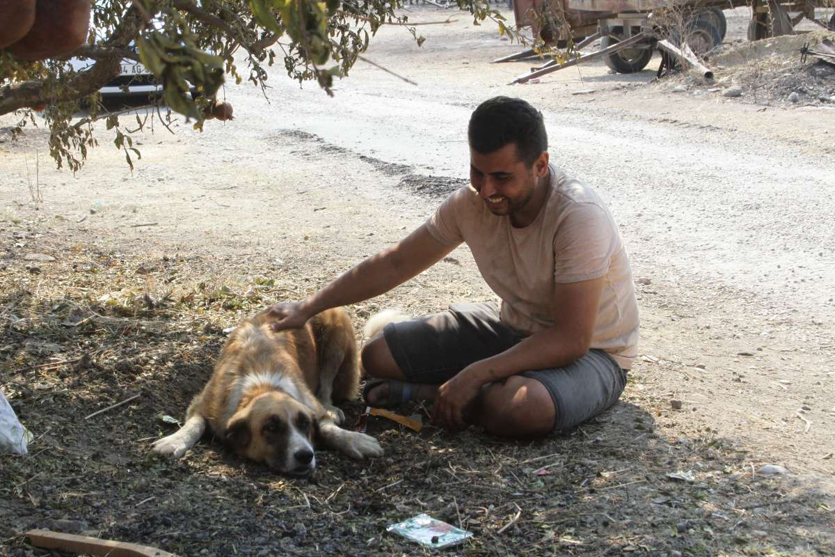 Yangında kaybolan köpeği 4 gün sonra geri geldi, gözlerine inanamadı